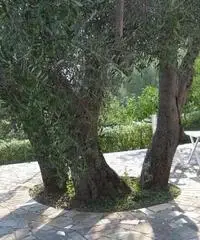 Villa in Vendita a 158.000 Villa in Vendita a 158.000