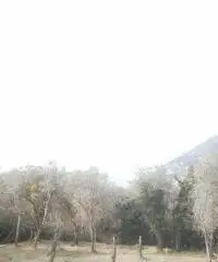 Recco: Rustico Altro