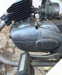 Ducati Altro modello - Anni 50 Ducati Altro modello - Anni 50