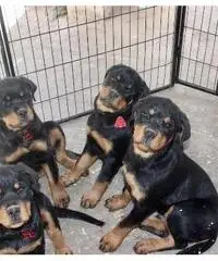 Rottweiler cuccioli Rottweiler cuccioli