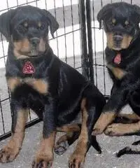 Rottweiler cuccioli