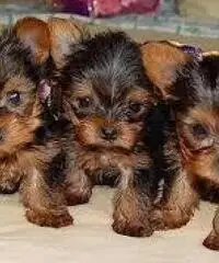 Lindo Yorkie cachorros Lindo Yorkie cachorros