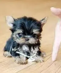 Cachorros Yorkshire inscritos Cachorros Yorkshire inscritos