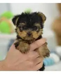 Registrado Yorkshire cachorros para volver Registrado Yorkshire cachorros para volver