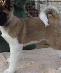 Husky siberiano