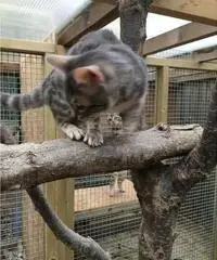 Gattino bengalese