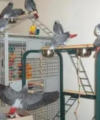 Pappagalli parlanti da riproduzione