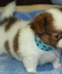 cuccioli di chihuahua cuccioli di chihuahua