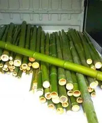 In vendita canne di bambù bambu con diametri da 1 a 10 cm. lunghezza da definire