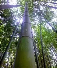 In vendita canne di bambù bambu con diametri da 1 a 10 cm. lunghezza da definire