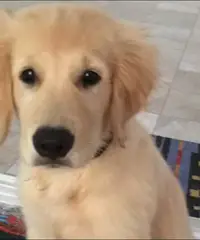 Altri 5 cuccioli di golden retriever registrati per la vendita