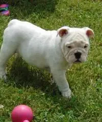 12 weeks old male and female full bread English Bulldog puppies ready to go homes now
