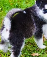 Cuccioli di Siberian Husky per casa libera.