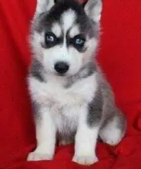 Cuccioli di Siberian Husky per casa libera.