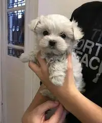 Adorable Teacup Maltese Puppies