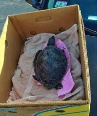 tartaruga disponibile in vendita al prezzo di offerta,