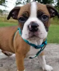 CUCCIOLI DI BOSTON TERRIER FEMMINA E MASCHIO