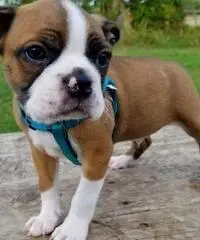 CUCCIOLI DI BOSTON TERRIER FEMMINA E MASCHIO