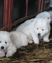 SPLENDIDI CUCCIOLI MAREMMANI 2 MESI