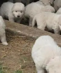 SPLENDIDI CUCCIOLI MAREMMANI 2 MESI