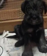 CUCCIOLI SCHNAUZER  NERO DISPONIBILI