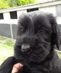 CUCCIOLI SCHNAUZER  NERO DISPONIBILI