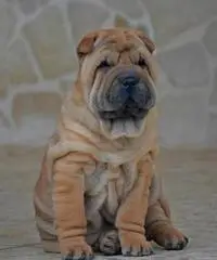 CUCCIOLI SHAR PEI CON PEDIGREE