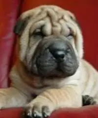 CUCCIOLI SHAR PEI CON PEDIGREE