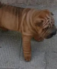 CUCCIOLI SHAR PEI CON PEDIGREE CUCCIOLI SHAR PEI CON PEDIGREE