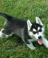 Abbiamo dei bellissimi cuccioli di Siberian Husky