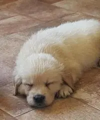 CUCCIOLI DI GOLDEN RETRIEVERS CON PEDIGREE