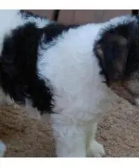 FOX TERRIER A PELO RUVIDO CUCCIOLI