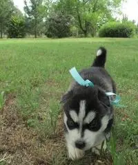 Abbiamo dei bellissimi cuccioli di Siberian Husky