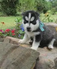 Abbiamo dei bellissimi cuccioli di Siberian Husky