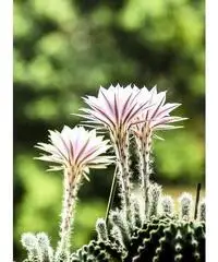 CACTUS Equinopsis multi Fiori grandi belli profumati !