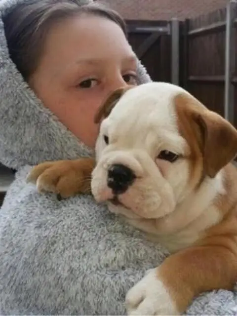 Bulldog inglese per adozione Bulldog inglese per adozione