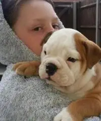 Bulldog inglese per adozione Bulldog inglese per adozione