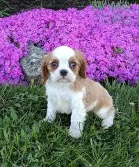 akc cavalier king charles akc cavalier king charles