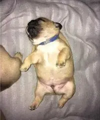 Bulldog inglese