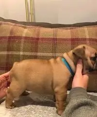 Bulldog inglese