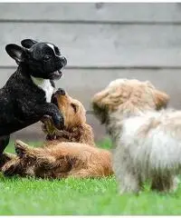 Dogsitter con esperienza pluriennale pernottamento