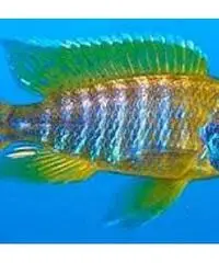 Ciclidi malawi Ciclidi malawi