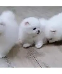 Fantastici cuccioli pomeranian per l'adozione