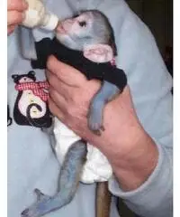 Meravigliosa scimmia cappuccina adorabile per adozione