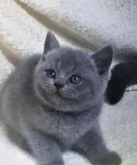 CUCCIOLI BRITISH SHORTHAIR CUCCIOLI BRITISH SHORTHAIR