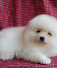 Bel pomeranian carino