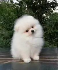 Bella pomeranian