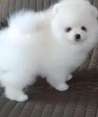 cuccioli di pomeranian per il rehoming