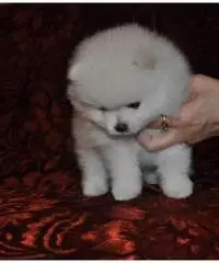 eccellente pomeranian
