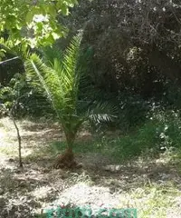 Terreno con casotto e uliveto